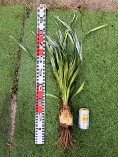 千葉 ココスヤシ 約1.5m ドラセナ ヤシの木 ドライガーデン - メルカリ