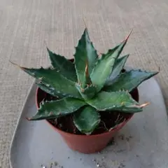 寒冷地国内実生　アガベ　モンタナ　低重心　トランカータ 寒冷地国内実生 アガベ モンタナ 低重心 トランカータ アガベ