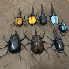 標本　珍ヘラクレスヘラクレス　ブルー　パチセラス血統　カブト 標本 珍ヘラクレスヘラクレス ブルー パチセラス血統 カブト - メルカリ