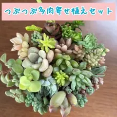 名前画像有❣️つぶつぶ多肉 寄せ植えセット カット苗 ピンクローサ他