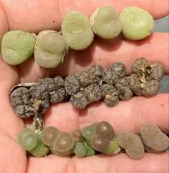 2025年最新】ペルシダム コノフィツムの人気アイテム - メルカリ