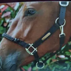 無口KENTUCKY HORSEWEAR 馬用ホルター ネイビー - メルカリ