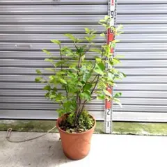 ヤマボウシ②赤花 超特大‼️約123㎝ 6号ポット苗木 メルカリ便※ポット