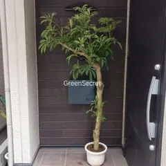 引取☆2 シェフレラ 9号 観葉植物 大型 シンボルツリー 目隠し - メルカリ