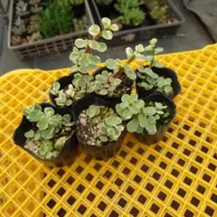 発根済】紫晃星 挿し木苗 3本セット 抜き苗 塊根植物 盆栽仕立て