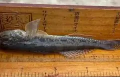 Item thumbnail for item d2fd53c1-a225-4ef1-b106-8d2cb75de337