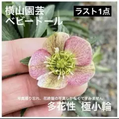 2026年最新】横山園芸 プチドールの人気アイテム - メルカリ