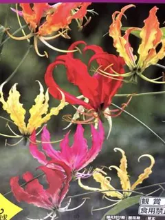 カズ様 リクエスト 4点 まとめ商品