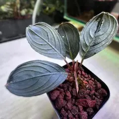 ブセファランドラ Bucephalandra keris レアブセ ブセファランドラ Bucephalandra keris レアブセ - メルカリ