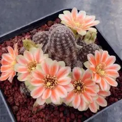 Cephalotus follicularis German Giant C.C - メルカリ