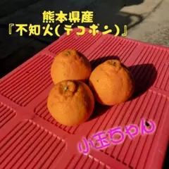 熊本県産みかん『 不知火(デコポン)』箱込み4.9kg 小玉のサムネイル