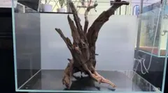 希少 ADA ホーンウッド 流木 特大 アクアリウム アーチ状 - メルカリ