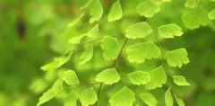 ホウライシダ 鉄線蕨 鉄線草 室内 観葉植物　アジアンタム 鉢植え