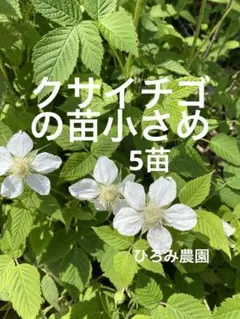 クサイチゴの苗小さめ5苗です、農薬不使用、草イチゴ、木苺、ラズベリー
