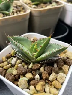 オテロイ実生35株セット 2025年最新】オテロイ実生の人気アイテム - メルカリ