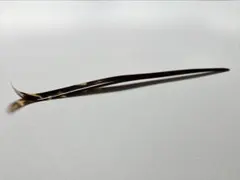 本鼈甲 茶合・茶通し 煎茶道具 2点セット 本鼈甲 茶合(茶則)9cm ×茶通10cm 2点セット 煎茶道具 美しい斑模様