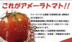 5ケース　アメーラトマト　自信あります！　高糖度　フルーツトマト　品質鮮度抜群！のサムネイル