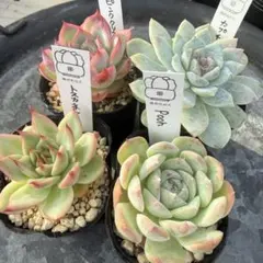❣️札つき 多肉植物 セダム つぶつぶ屋 ☆ざらめ☆ 抜き苗 - メルカリ