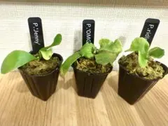 2025年最新】ビカクシダ ジェニーの人気アイテム - メルカリ