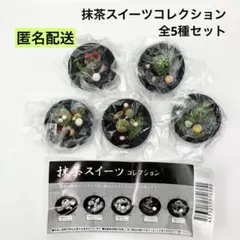 抹茶スイーツコレクション 全5種セット コンプリート 全種