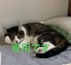 こちら専用になります ご購入はご遠慮ください