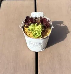 多肉植物 寄せ植え そのまま飾れる‪ ·͜·♡‬ホワイトバケツのサムネイル