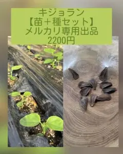 キジョラン【苗＋種セット】(鬼女蘭・アサギマダラ)のサムネイル