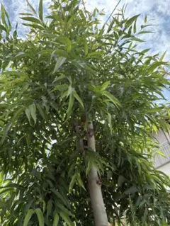 爽やかな香り　レモンユーカリの葉っぱ