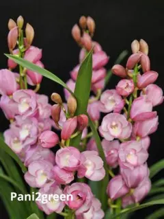 2026年最新】鉢花 シンビジュームの人気アイテム - メルカリ