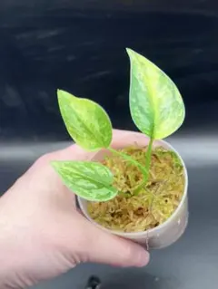 2025年最新】スキンダプサスの人気アイテム - メルカリ