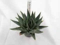 アロエ　ポリフィラ　２　多肉植物のサムネイル