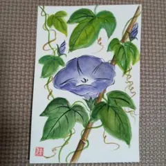朝顔！手描きの絵手紙