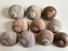 貝殻ツメタガイ大きさ違い10コ（約3.5㎝〜1.5㎝）〜天然〜