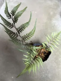 斑入りシダ　ニシキシダのサムネイル