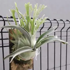 veitchii ベイチー 親株 オマケあり P.veitchii limited species 3 edition親株 - メルカリ