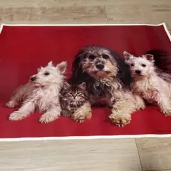 犬と猫のイラストポスター