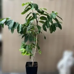 埼玉県川口市内 直接引き取り限定 芍薬の鉢植え（サラ・ベルナール