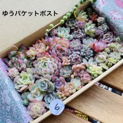 6 多肉植物　多肉弁当　詰め合わせ　寄せ植え　セット　カット苗　韓国苗　セダム