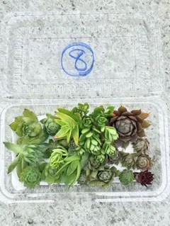 多肉植物 詰め合わせ センペルビウム 寄せ植え用のサムネイル