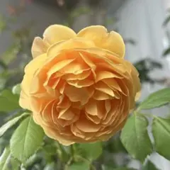 本日最終❗️バラ挿し穂　剪定枝5本　四季咲き　大輪　強香のサムネイル