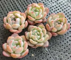 NAO様 リクエスト 4点 まとめ商品