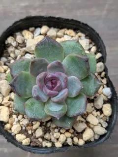 ハナちゃん様 リクエスト 3点 まとめ商品