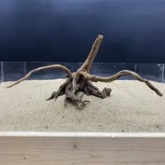 2025年最新】流木 マングローブの人気アイテム - メルカリ