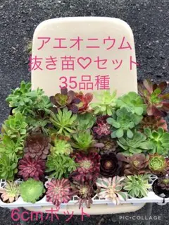 2026年最新】フレイムマウンテンアエオニウムの人気アイテム - メルカリ