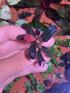 ブセファランドラ　メタリックダークレッド　llic dark red ブセファランドラ メタリックダークレッド llic dark red