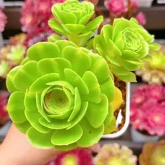 ②多肉植物／アエオニウム ／翡翠瑠璃／抜き苗／群生／第四種郵便