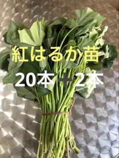 2026年最新】紅はるか苗の人気アイテム - メルカリ