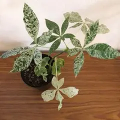 レア♡パキラ♡ミルキーウェイ♡接木♡6号♡お鉢ごとメルカリ便で レア♡パキラ♡ミルキーウェイ♡接木♡6号♡お鉢ごとメルカリ便