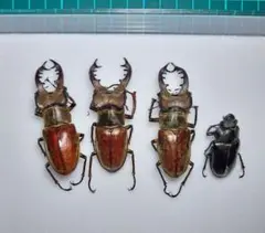 赤系　ミクラミヤマクワガタ標本♂3頭セット 赤系 ミクラミヤマクワガタ標本♂3頭セット 赤系 ミクラ