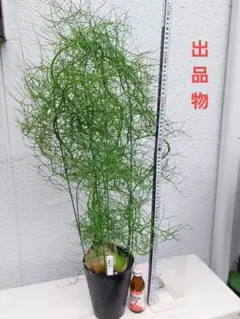 現品】蒼角殿（ソウカクデン・ 翡翠の輝き・クライミングオニオン 6号